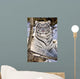 White Bengal Tiger, Forestry Farm, Saskatoon, Saskatchewan Wall Mural