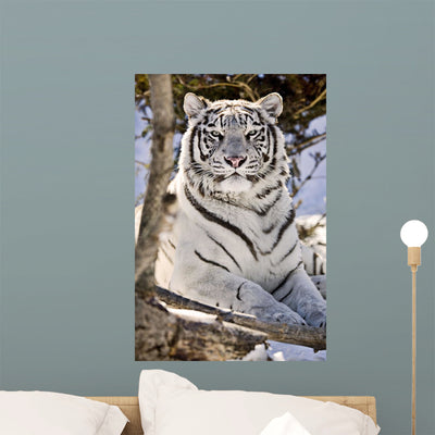 White Bengal Tiger Forestry Wall Mural shown on a wall