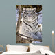 White Bengal Tiger, Forestry Farm, Saskatoon, Saskatchewan Wall Mural