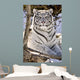 White Bengal Tiger, Forestry Farm, Saskatoon, Saskatchewan Wall Mural