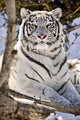 White Bengal Tiger, Forestry Farm, Saskatoon, Saskatchewan Wall Mural