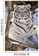 White Bengal Tiger, Forestry Farm, Saskatoon, Saskatchewan Wall Mural