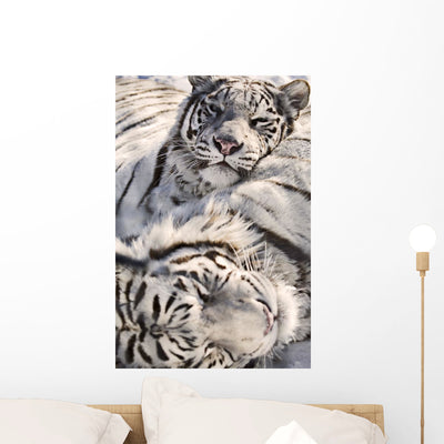 White Bengal Tigers Forestry Wall Mural shown on a wall