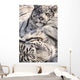 White Bengal Tigers, Forestry Farm, Saskatoon, Saskatchewan Wall Mural