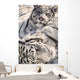 White Bengal Tigers, Forestry Farm, Saskatoon, Saskatchewan Wall Mural