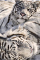 White Bengal Tigers, Forestry Farm, Saskatoon, Saskatchewan Wall Mural