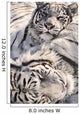 White Bengal Tigers, Forestry Farm, Saskatoon, Saskatchewan Wall Mural