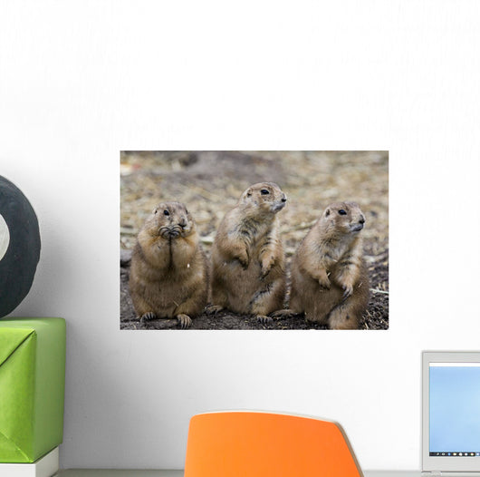 Three Prairie Ground Squirrels, Saskatoon, Saskatchewan Wall Mural