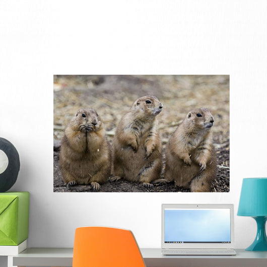Three Prairie Ground Squirrels, Saskatoon, Saskatchewan Wall Mural