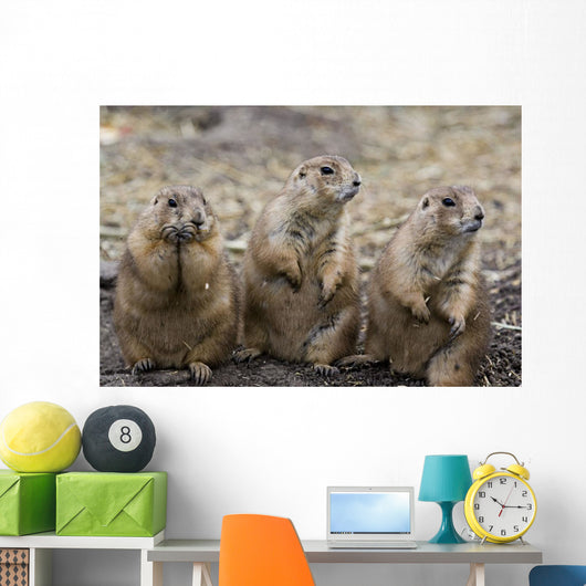 Three Prairie Ground Squirrels, Saskatoon, Saskatchewan Wall Mural