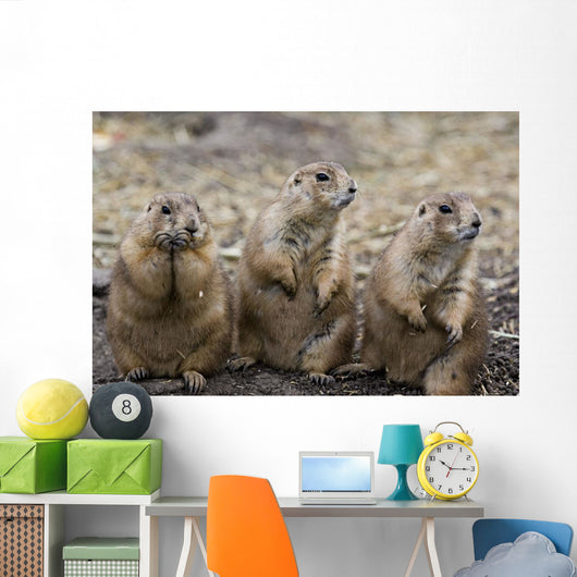 Three Prairie Ground Squirrels, Saskatoon, Saskatchewan Wall Mural