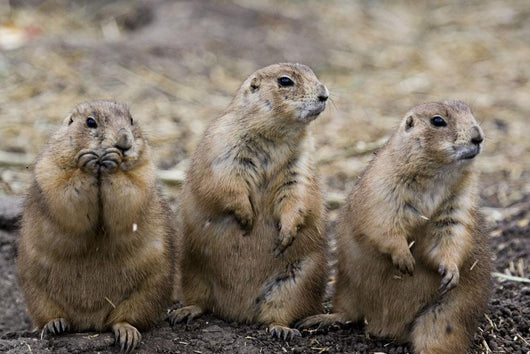 Three Prairie Ground Squirrels, Saskatoon, Saskatchewan Wall Mural