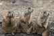 Three Prairie Ground Squirrels, Saskatoon, Saskatchewan Wall Mural