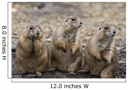 Three Prairie Ground Squirrels, Saskatoon, Saskatchewan Wall Mural