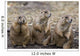 Three Prairie Ground Squirrels, Saskatoon, Saskatchewan Wall Mural