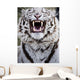 White Bengal Tiger At Forestry Farm, Saskatoon, Saskatchewan Wall Mural