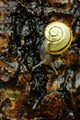 Snail, Pointe-Des-Cascades, Quebec, Canada Wall Mural