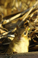 Eastern Chipmunk, Tamias Striatus, Les Cedres, Quebec, Canada Wall Mural