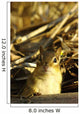 Eastern Chipmunk, Tamias Striatus, Les Cedres, Quebec, Canada Wall Mural