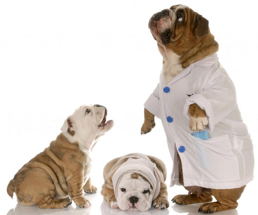 Veterinary Care Wall Mural