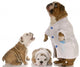 Veterinary Care Wall Mural