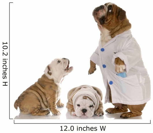 Veterinary Care Wall Mural