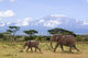 Elephants Before the Kilimanjaro Wall Mural