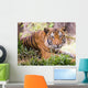Malayan Tiger Wall Decal