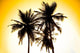 Palms. Tropical forest. Tayrona National Park. Colombia Wall Mural