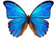 Blue Morpho Butterfly Wall Decal