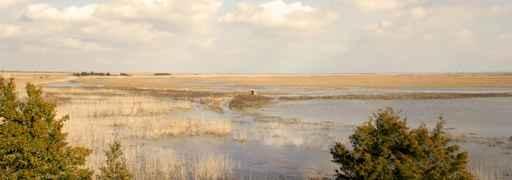 Panoramic Marsh Wall Decal
