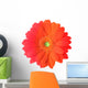 Multicolored Gerbera Flower Wall Mural