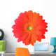 Multicolored Gerbera Flower Wall Mural