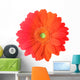 Multicolored Gerbera Flower Wall Mural
