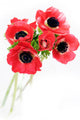 Anemone Wall Decal