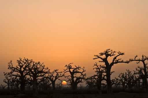 African Sunset Baobab Forest Wall Decal
