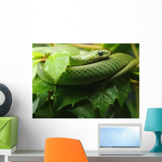 Smooth Greensnake Wall Mural