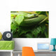 Smooth Greensnake Wall Mural
