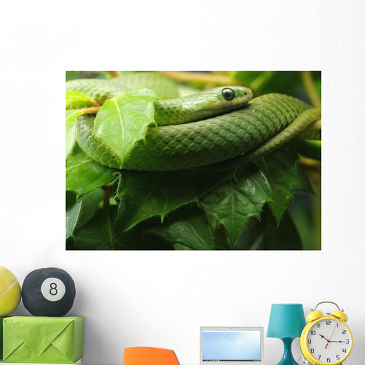 Smooth Greensnake Wall Mural