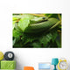 Smooth Greensnake Wall Mural