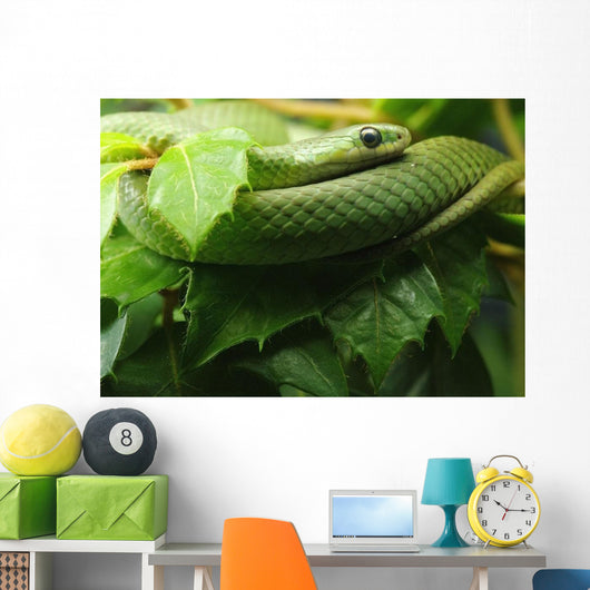 Smooth Greensnake Wall Mural