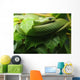 Smooth Greensnake Wall Mural