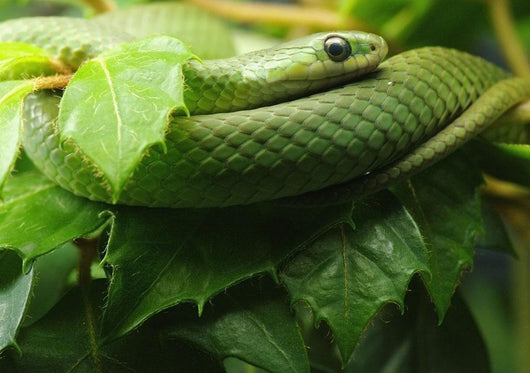 Smooth Greensnake Wall Mural