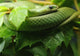 Smooth Greensnake Wall Mural