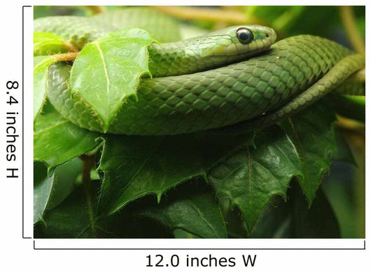 Smooth Greensnake Wall Mural