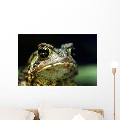 American Toad Wall Mural shown on a wall