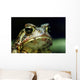 American Toad Wall Mural