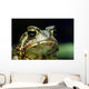 American Toad Wall Mural