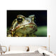 American Toad Wall Mural
