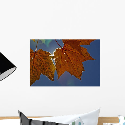Fall Colors And Sunshine, Ontario Wall Mural